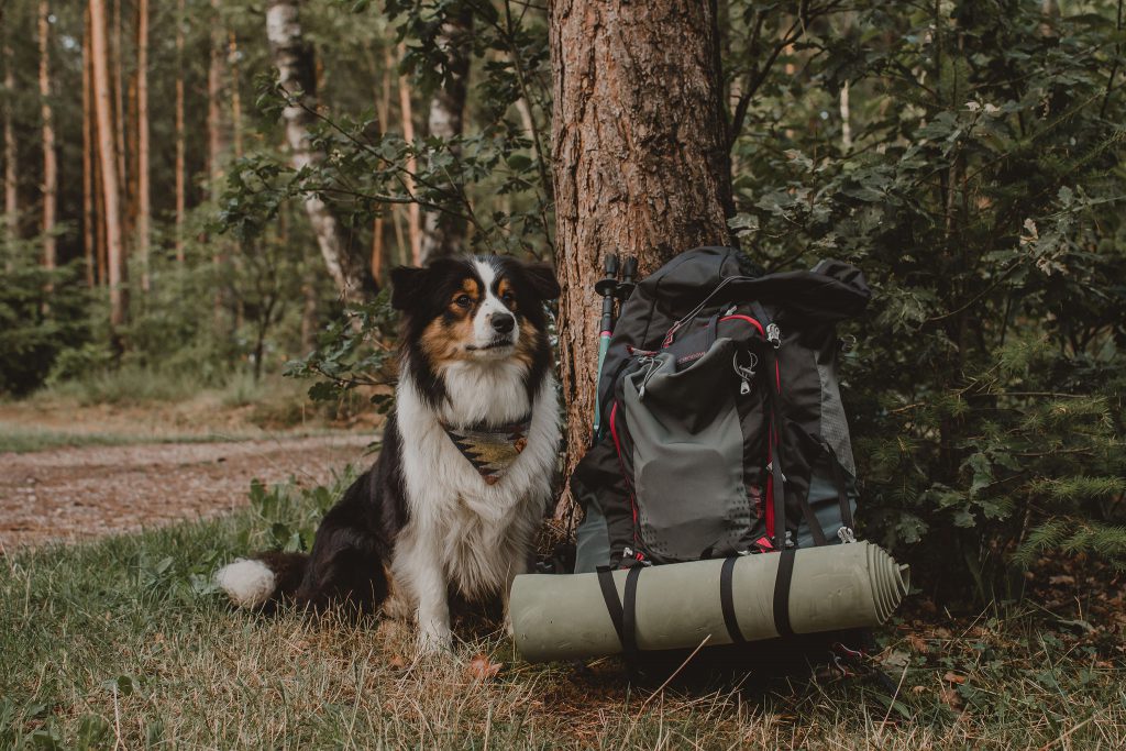 Trektocht met je hond_Ik Wil Hiken_Reizen met je hond_3