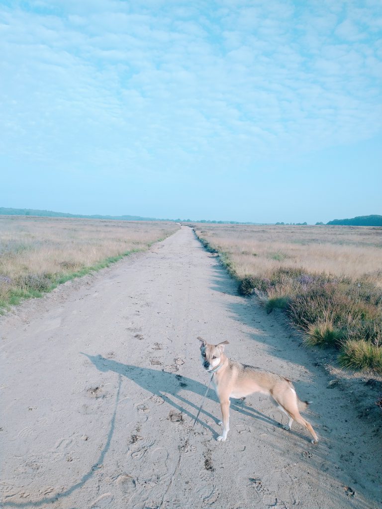 Meerdaagse tocht over de Veluwe_Mariska_Ik Wil Hiken _04