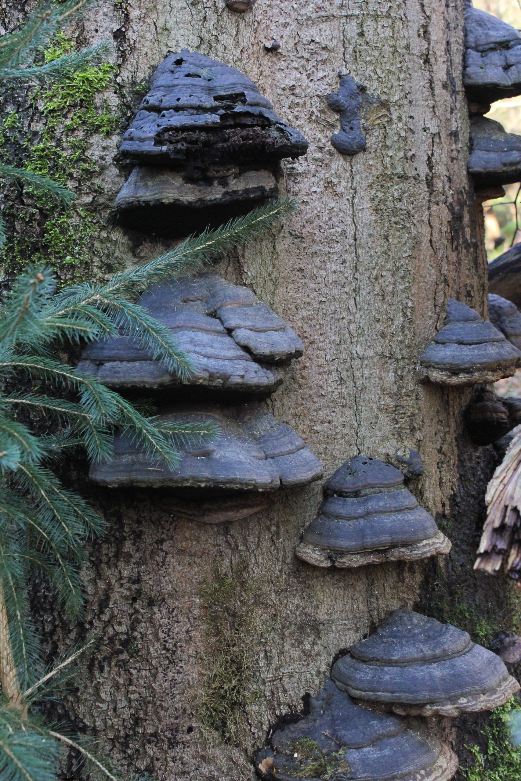 paddenstoelenman_schimmels en paddenstoelen_Ik Wil Hiken_04