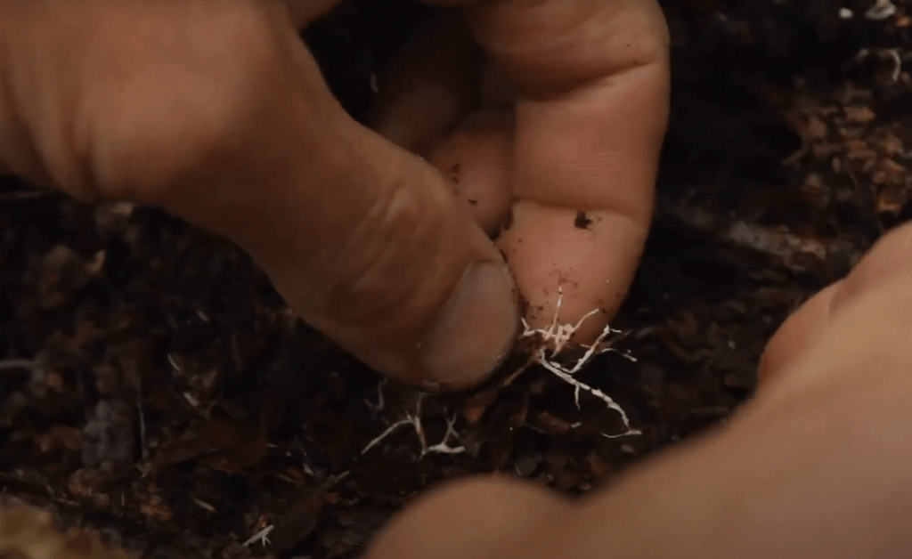 paddenstoelenman_schimmels en paddenstoelen_Ik Wil Hiken_02