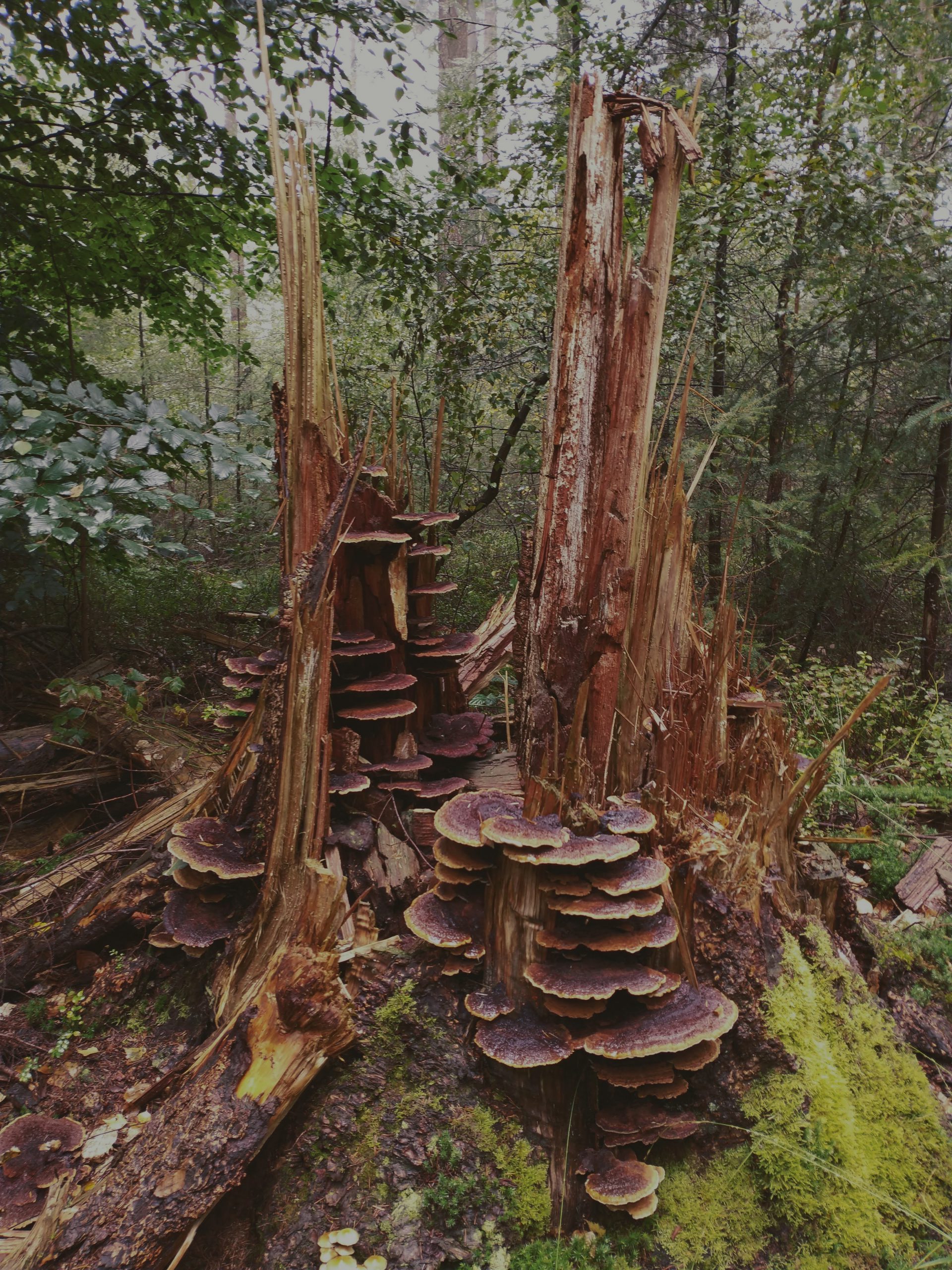 paddenstoelenman_schimmels en paddenstoelen_Ik Wil Hiken_03