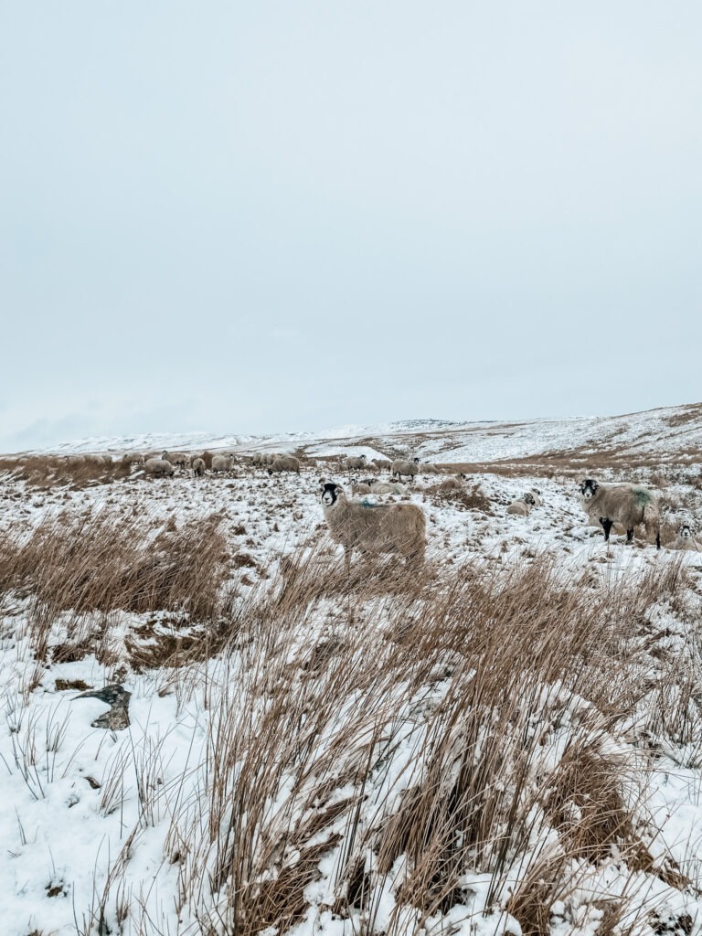 Coast to Coast walk dag 5, Kirkby Stephen_Keld_Reeth_Ik Wil Hiken_03