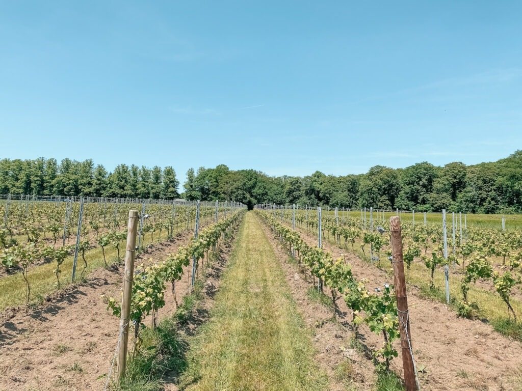 Zevenheuvelenhike_ik wil hiken_foto's_voorverkenning_02